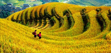 Terraced Field,Guizhou,China